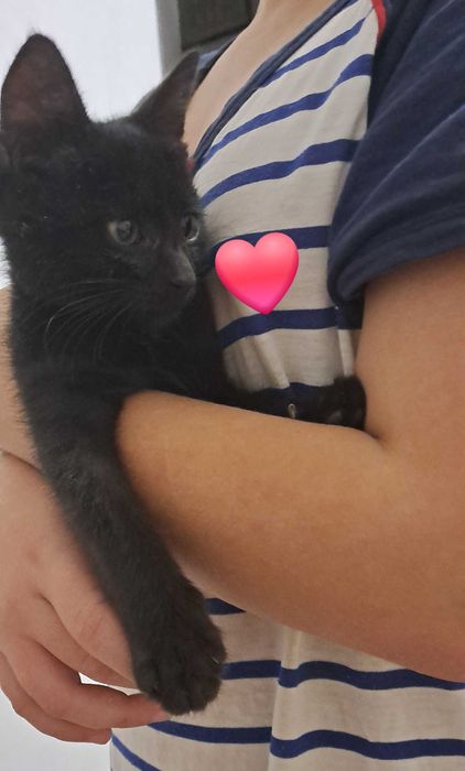 Котенок в добрые ручки