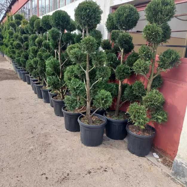 Plante Ornamentale Oriunde in tara calitate extra