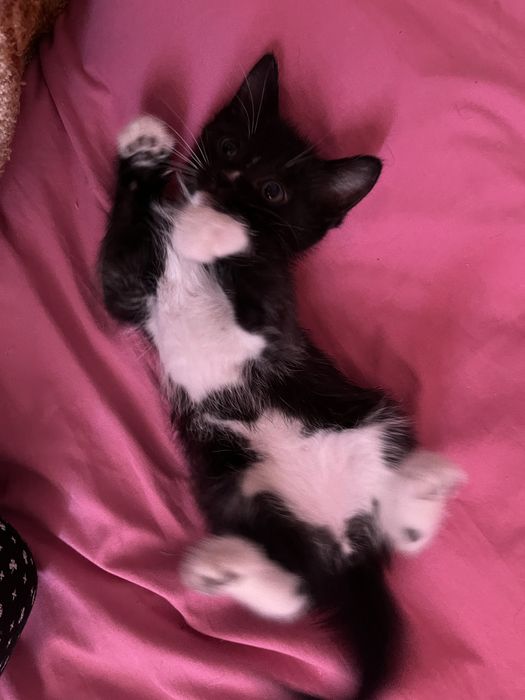 отдам котят в хорошие руки , черно белый мальчик