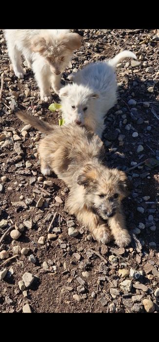 Donez cățeluși!!!