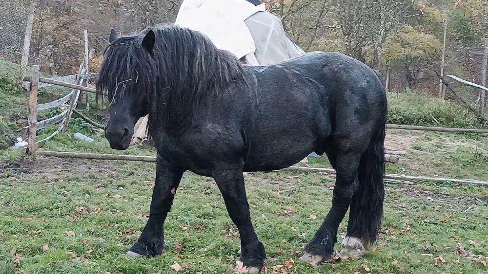 Armăsar foarte cuminte