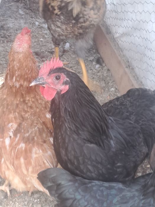 Cocosi si gaini Australorp.