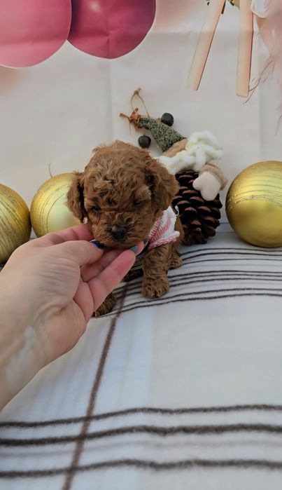 Пудел той с родословие - 5 поколения назад