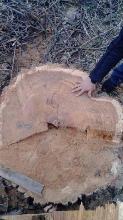 Спил деревьев профессионально в Алматы и Алматинской области!