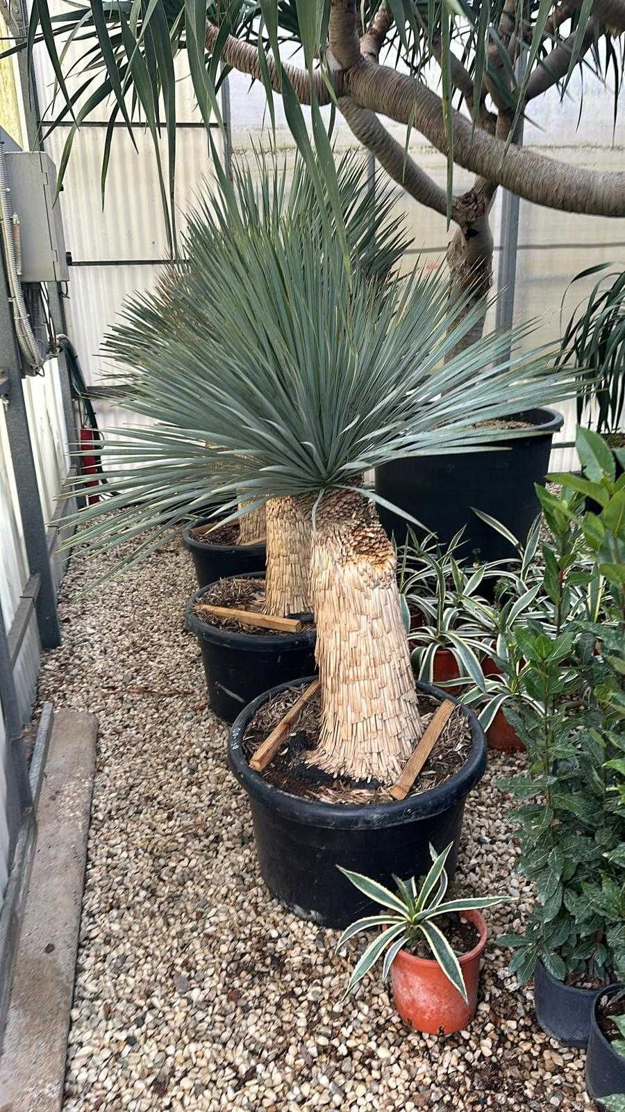 palmieri reducere