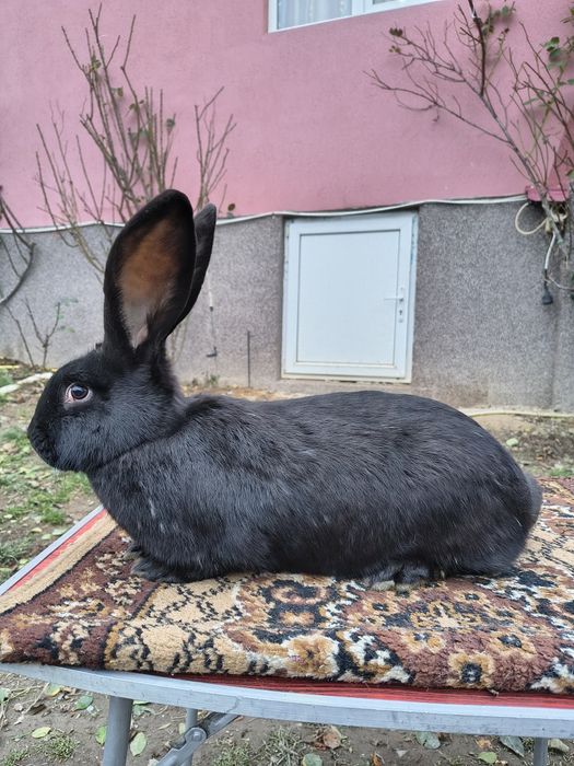 Femelă Pestriț German