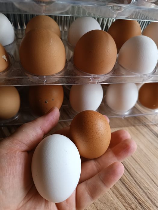 Продам домашние яйца