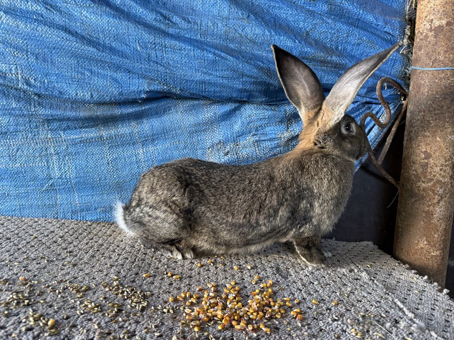 Disponibil 3 femele urias german