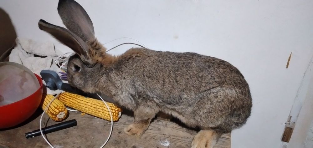 Vând masculi și fem  U .G