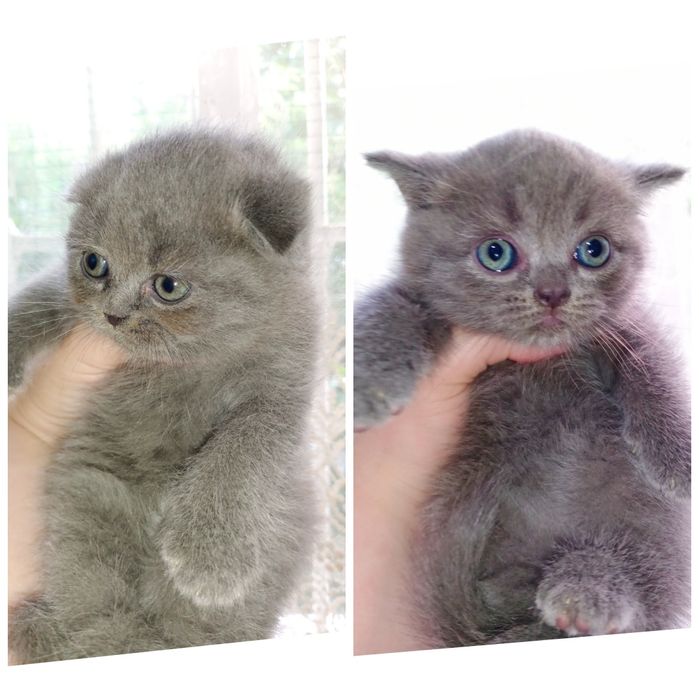Котята Скоттиш Страйт чистокровные