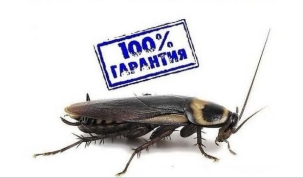 Уничтожение, дезинфекция, обработка от тараканов, клопов и крыс
