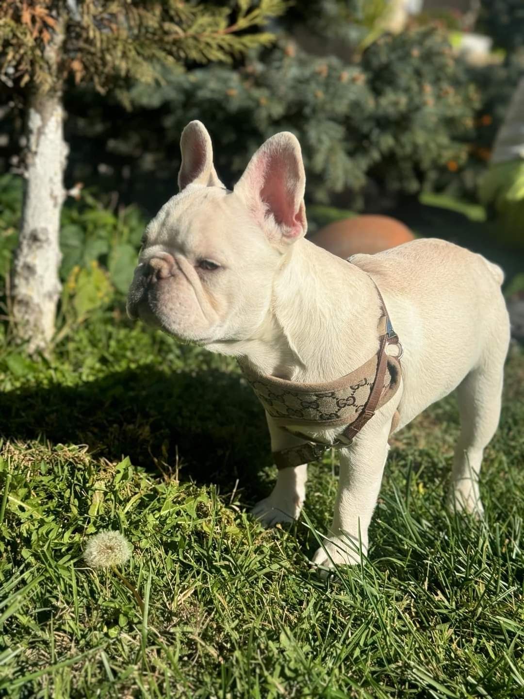 Френски булдог, french bulldog