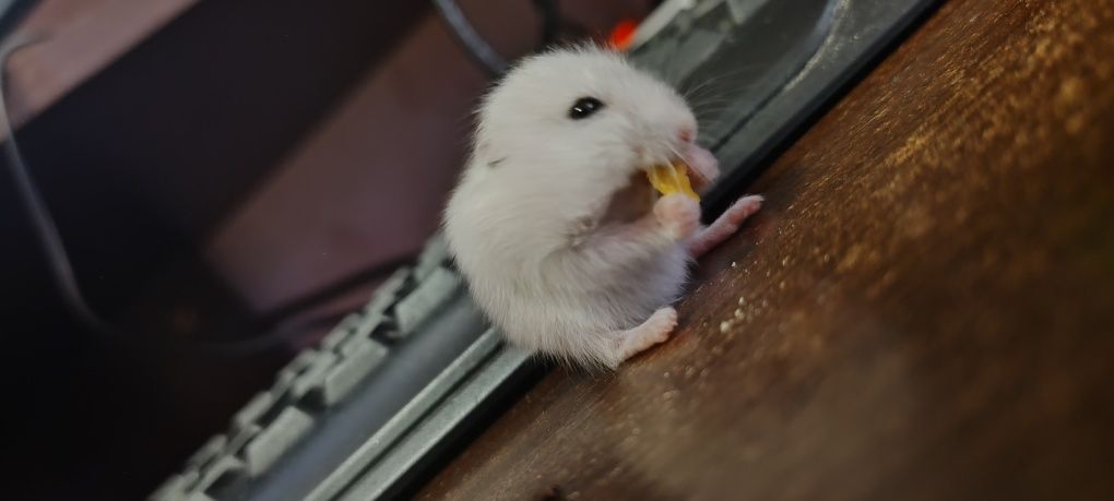 Donez hamster pui