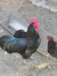 Cocos austrolorp,negru.