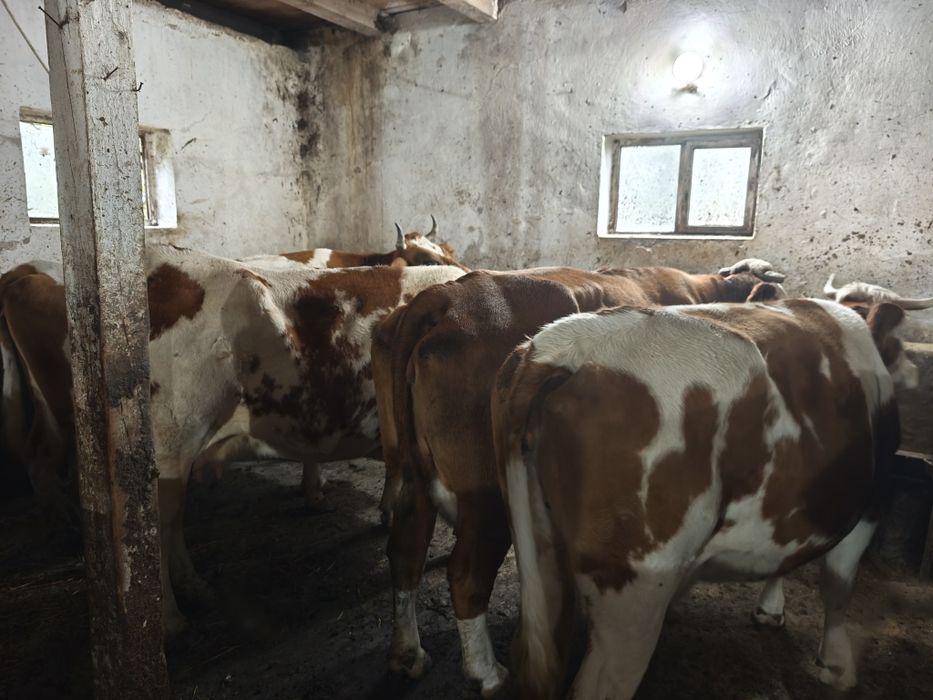 Ofer spre vanzare 42 buc vaci cu lapte