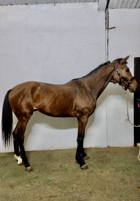 Жеребец чистокровной верховой породы (Англичанин)