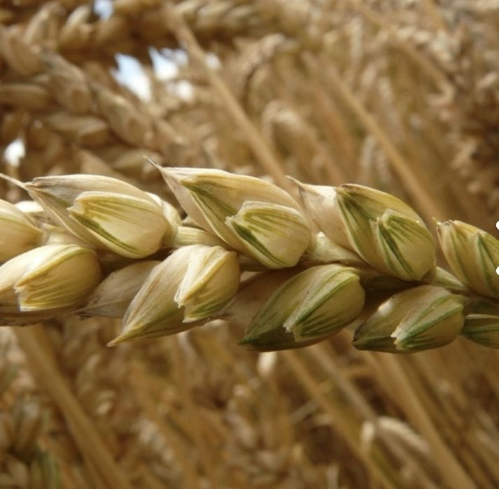 Vand seminte de Triticale , selectate si tratate pt semanat