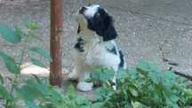 Adoptie catel/catei simpatici si jucausi