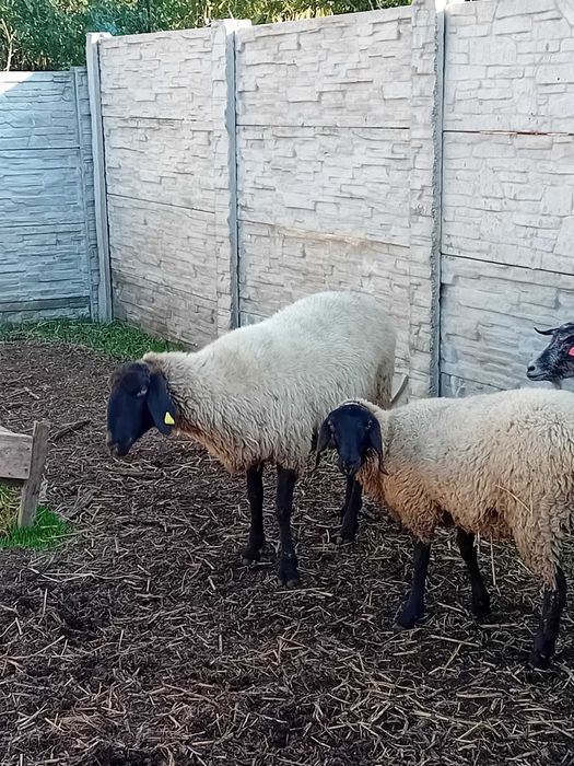 Oi de vanzre carabase de teleorman