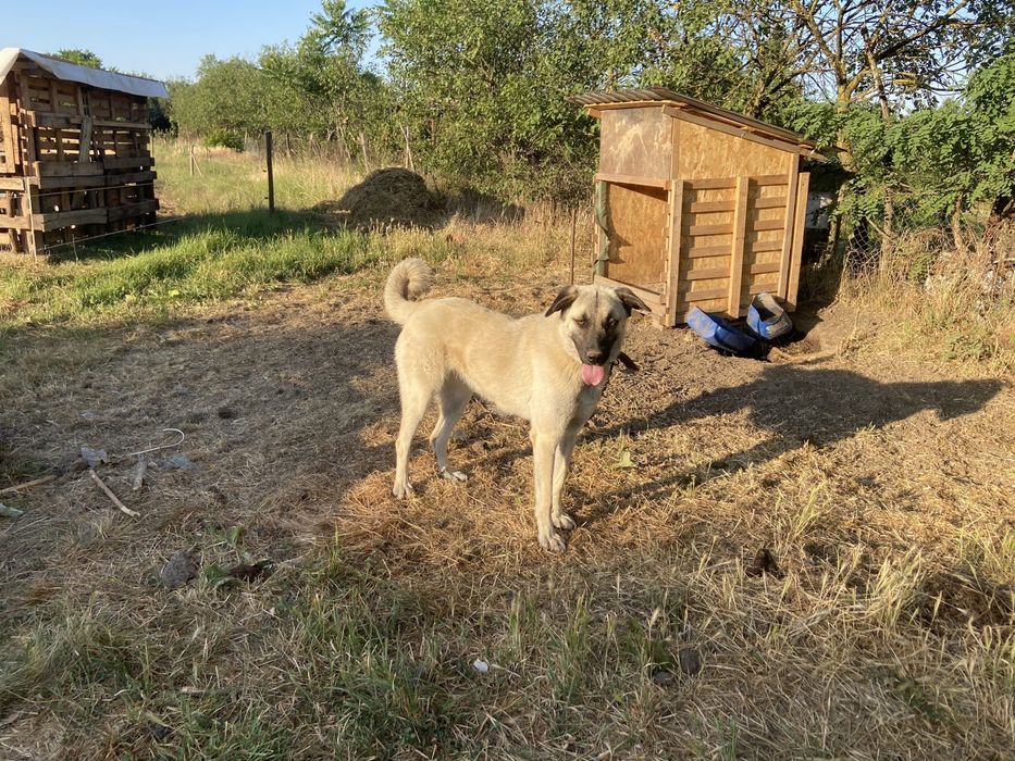 Vand sau schimba catea kangal