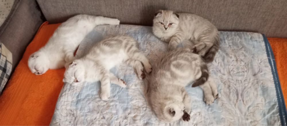 Шотладские котята 2 мес