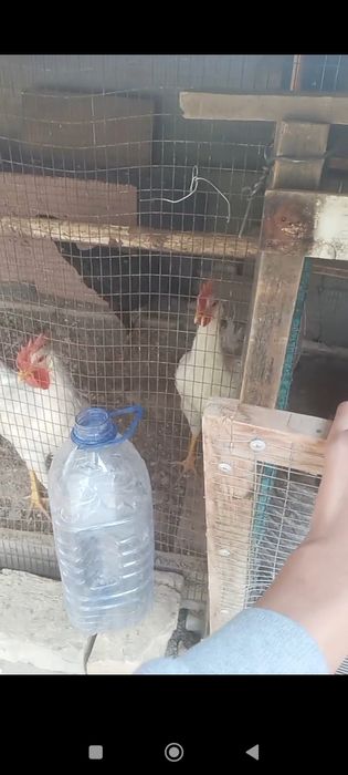 Sotiladi tovu horozlar