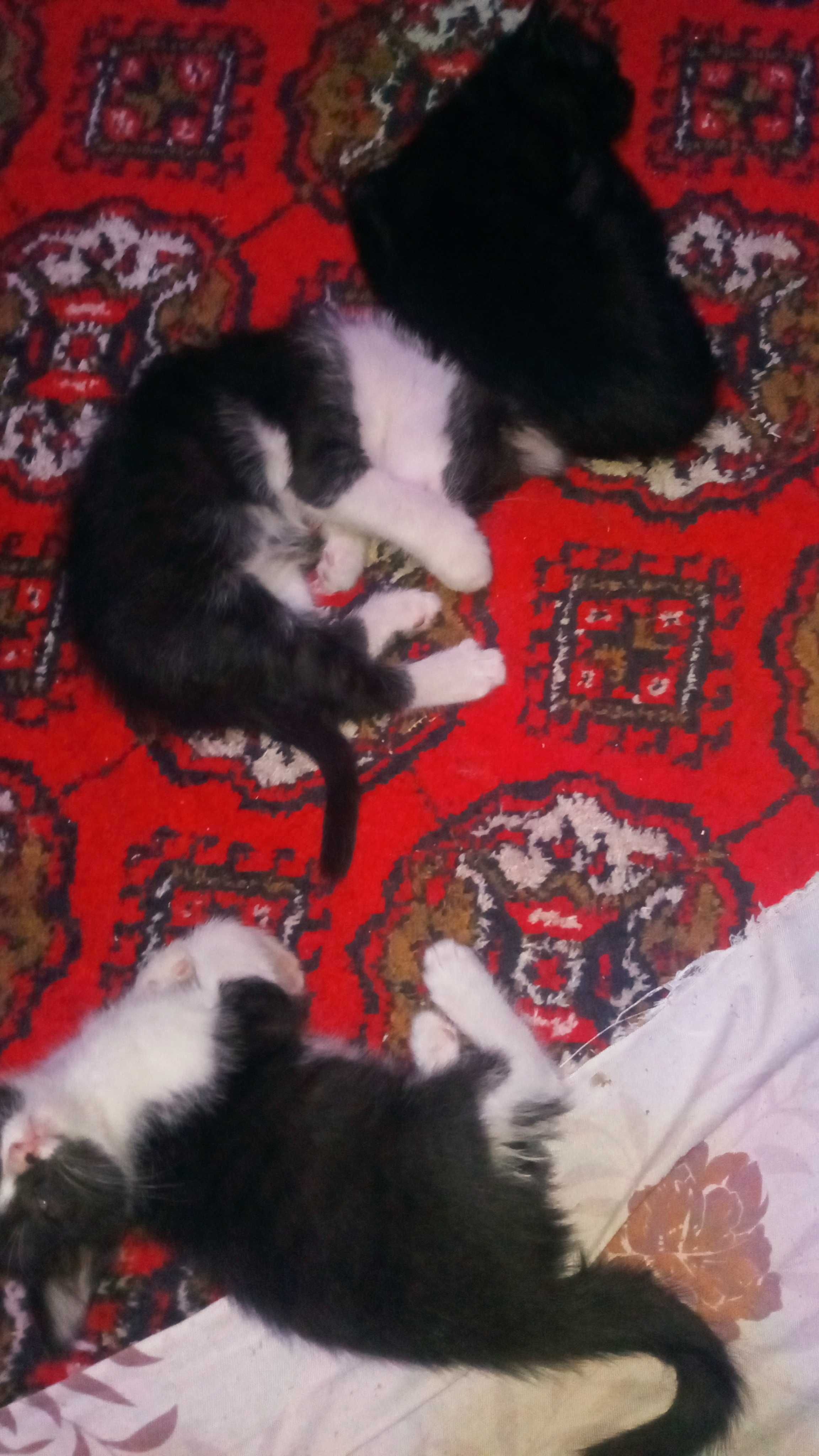 Котята 2 месяца мальчик и девочка