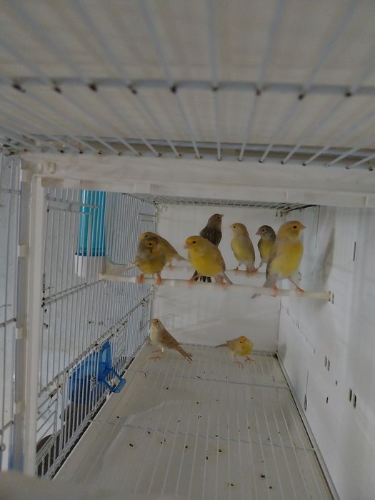 Vând canari mozaic pe galben