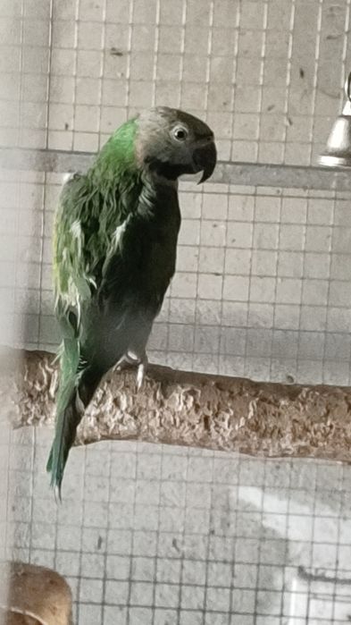 Vind papagalimarele alexander china maturi