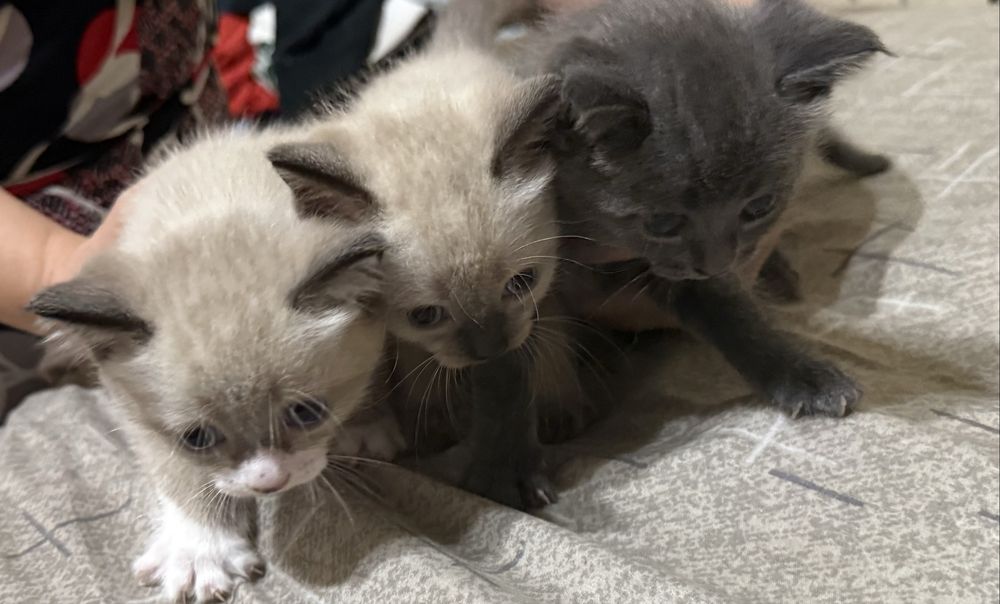 Раздам котят.
