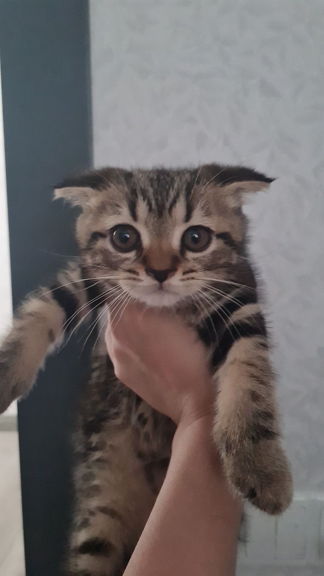Продаётся Скотиш Фолд и Скотиш Страйт