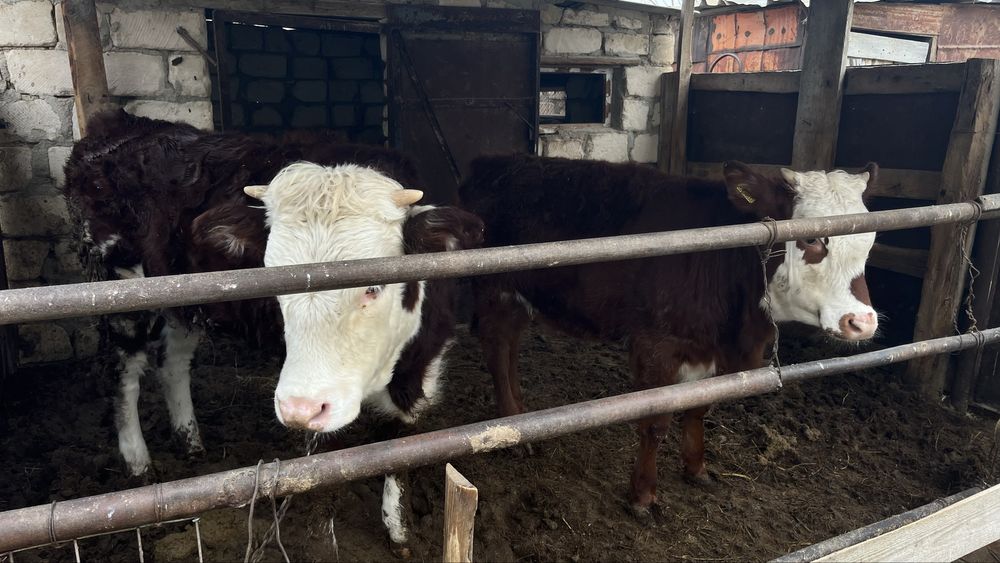 Сиыр сатылады семіз бабын да