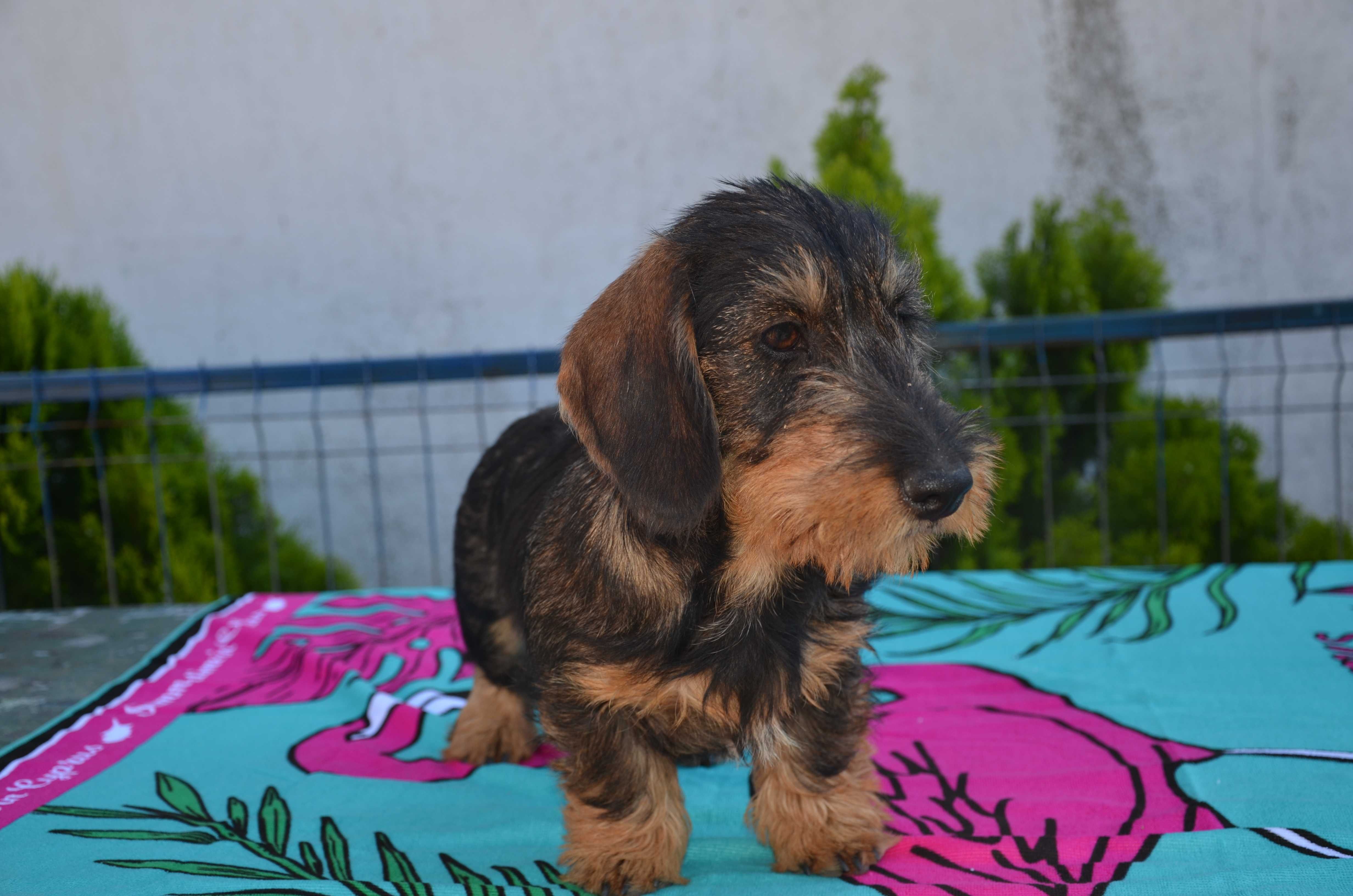 Femela de teckel sarmos standard cu Pedigree A