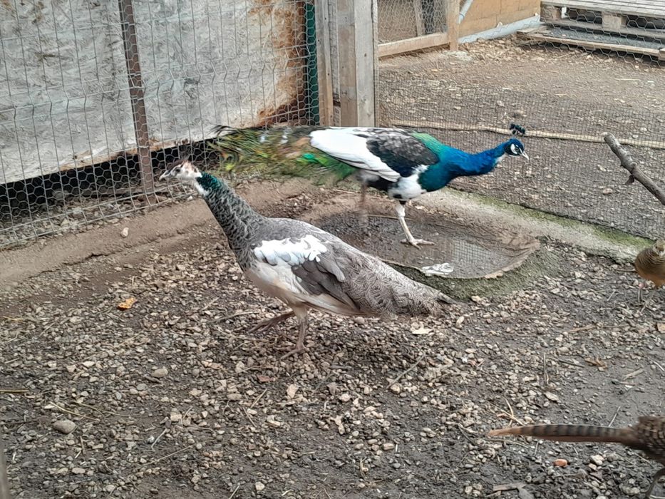 Vand pauni , mai multe detalii la nr de telefon