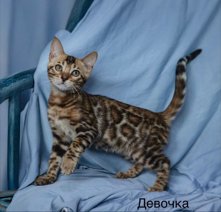 Бенгальские котята
