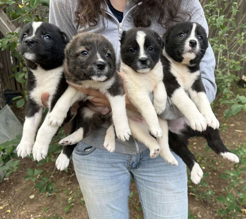 САО Щенки! Охранники