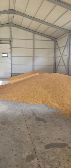 Graunte recolta 2025