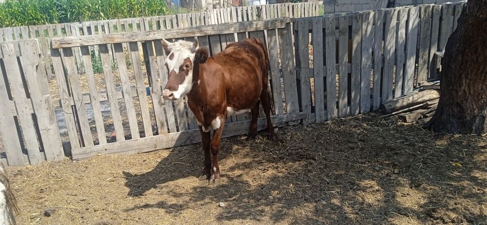 Кунажын сатылады