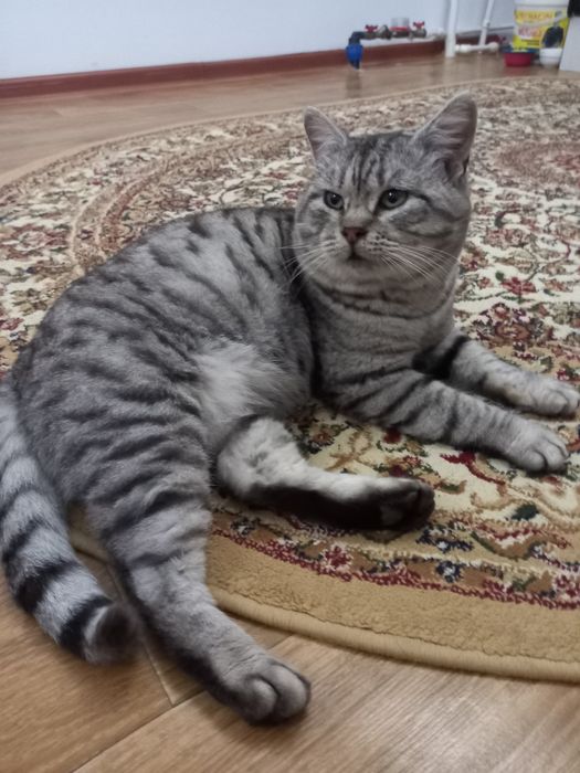 Продам кота британский породы.