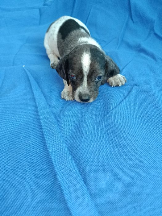 Teckel mini arlechin merle tekel mini