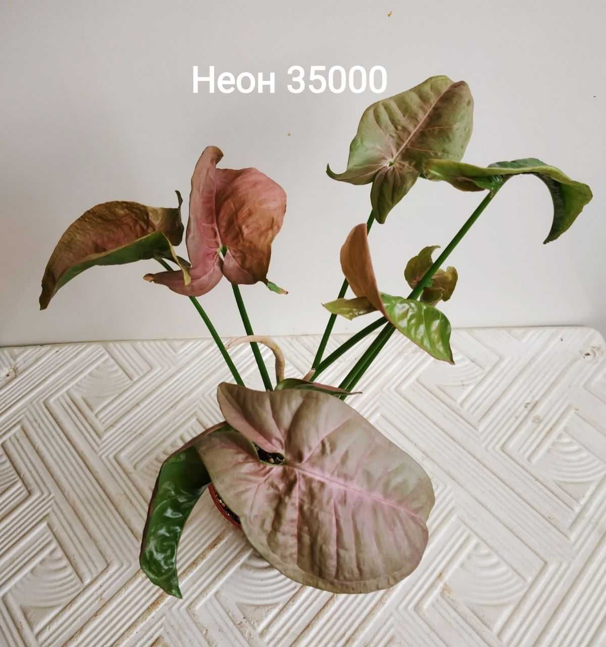Продаю молодые сортовые Сингониумы