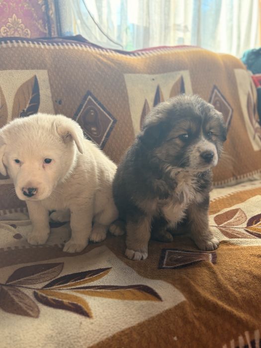 Продават се мелес Чау Чау