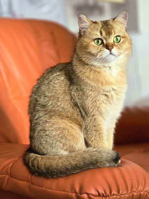 Pisica scottish straight golden cu pedigree
