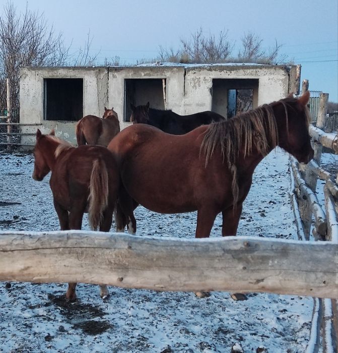 Жеребята жабагы лошади жылкы