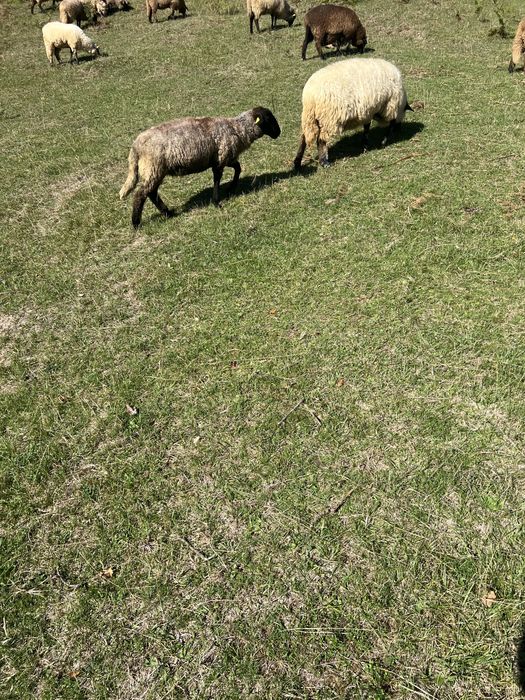 Vand miei suffolk si carabas