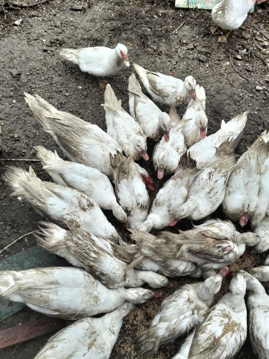 de vanzare rate mute