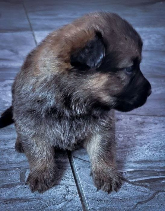 Отдам щенков в хорошие,заботливые руки.