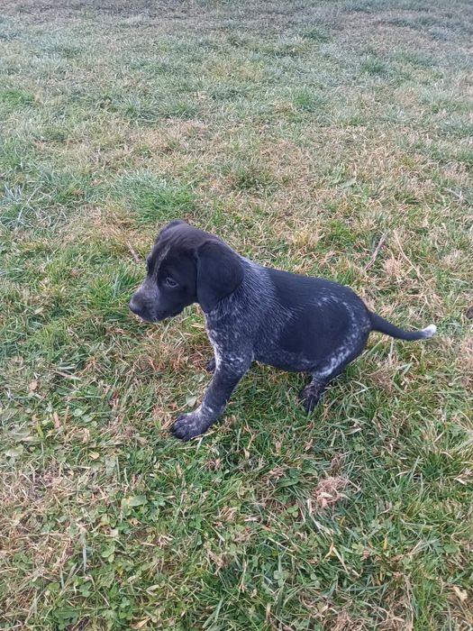 Catei brac german-Rezervate