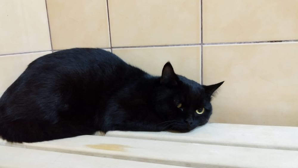 Отдам в добрые руки