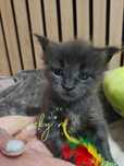 Pui Maine Coon cu pedigree